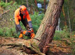 Best Tree Cabling and Bracing  in St Maries, ID